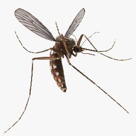 Mosquito Rigged with Fur